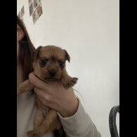 Mixed Breed - Both