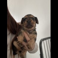 Mixed Breed - Both