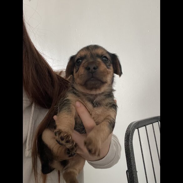 Mixed Breed - Both