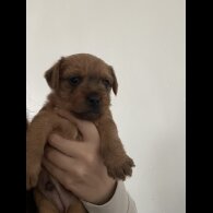 Mixed Breed - Both