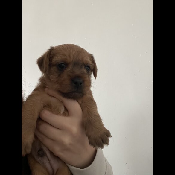 Mixed Breed - Both