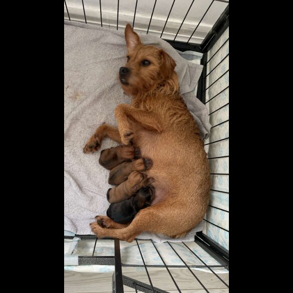Mixed Breed - Both
