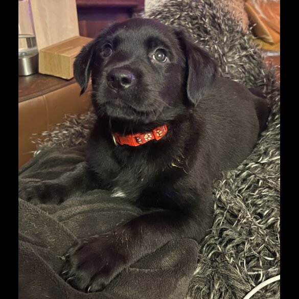 Mixed Breed - Both