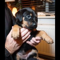Mixed Breed - Both