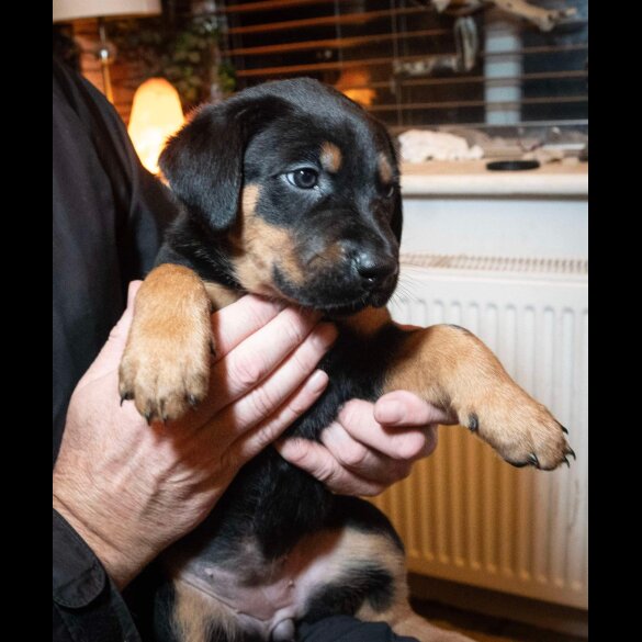 Mixed Breed - Both