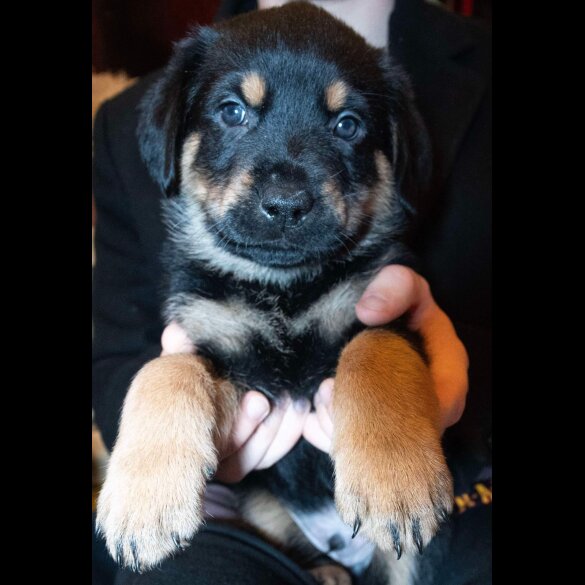 Mixed Breed - Both