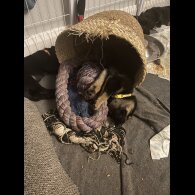 Mixed Breed - Both