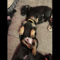 Mixed Breed - Both
