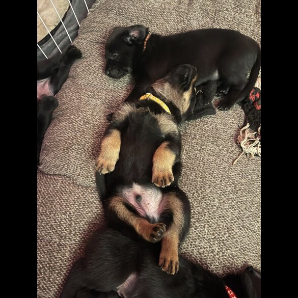 Mixed Breed - Both