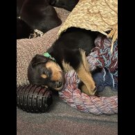 Mixed Breed - Both