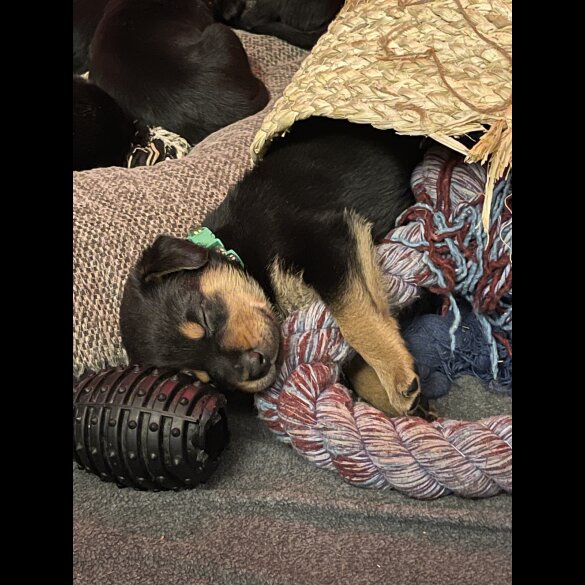Mixed Breed - Both