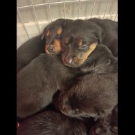 Mixed Breed - Both