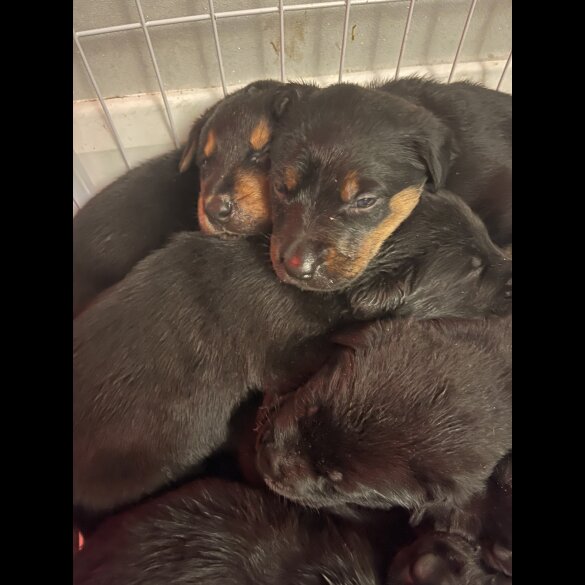 Mixed Breed - Both