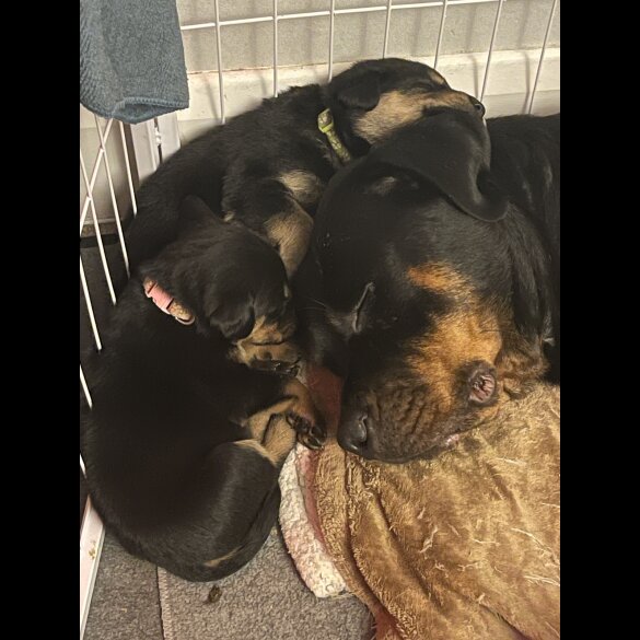 Mixed Breed - Both