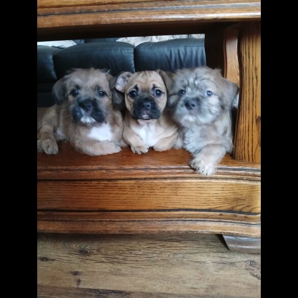 Mixed Breed - Bitches