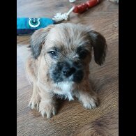Mixed Breed - Bitches