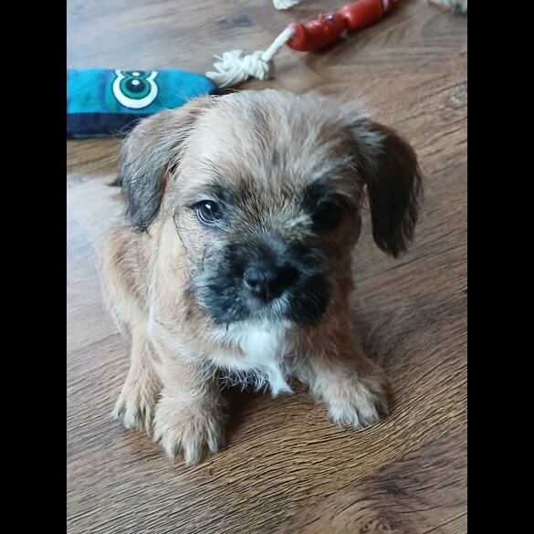 Mixed Breed - Bitches