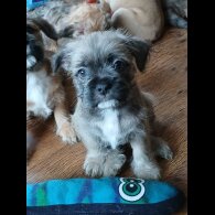Mixed Breed - Bitches
