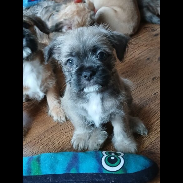Mixed Breed - Bitches
