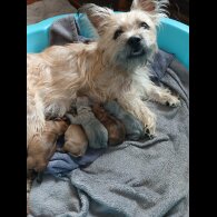 Mixed Breed - Bitches