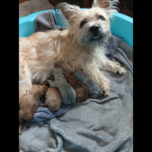 Mixed Breed - Bitches