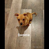 Mixed Breed - Both