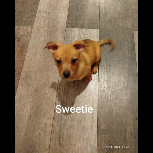 Mixed Breed - Both