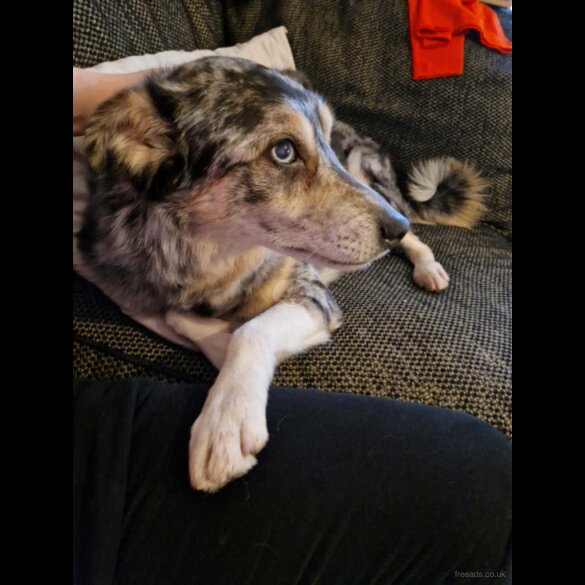 Mixed Breed - Dogs