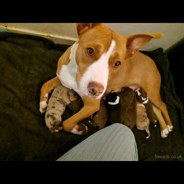 Mixed Breed - Dogs