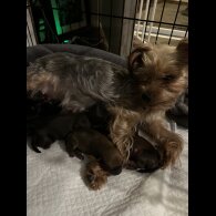Mixed Breed - Both