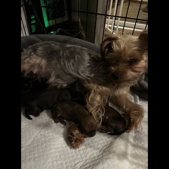 Mixed Breed - Both