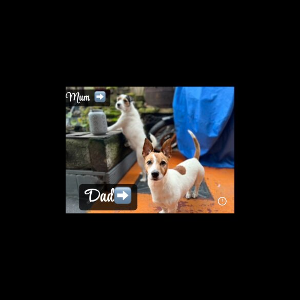 Parson Russell Terrier - Both