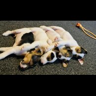 Parson Russell Terrier - Both