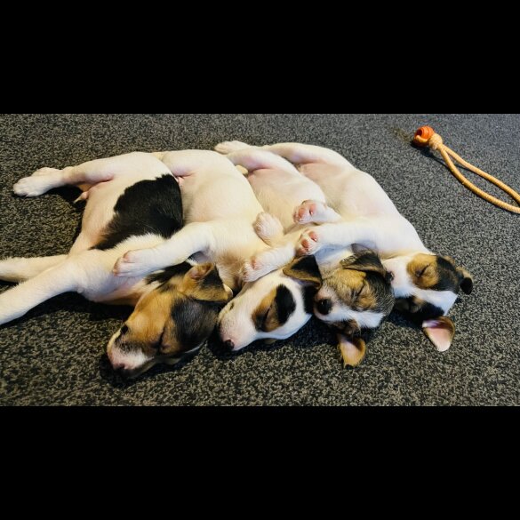 Parson Russell Terrier - Both