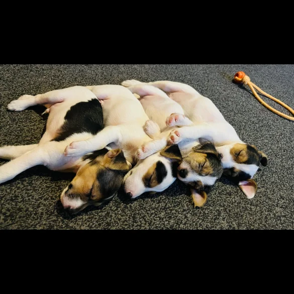 Parson Russell Terrier - Both