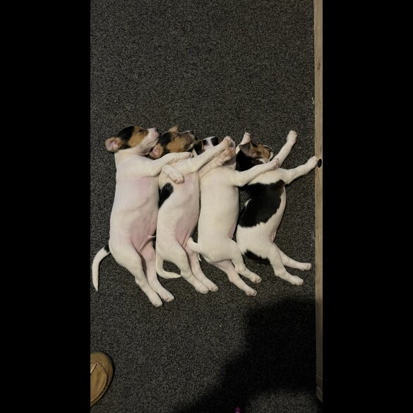 Parson Russell Terrier - Both