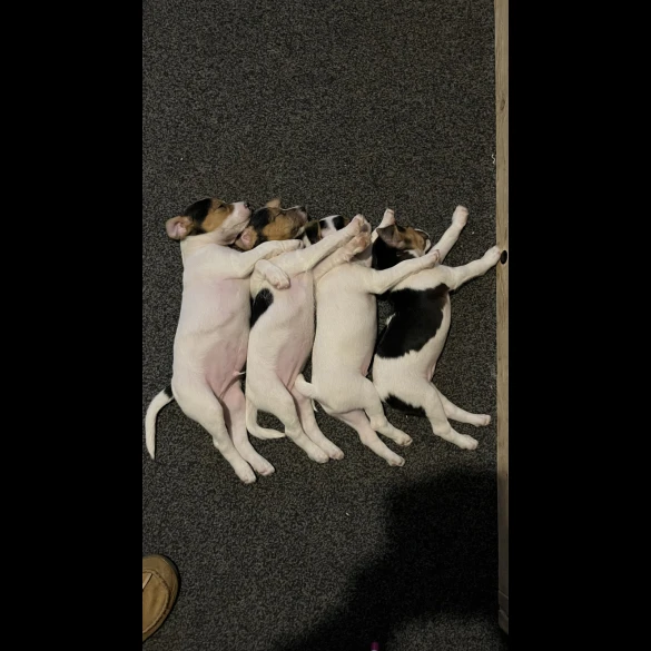 Parson Russell Terrier - Both