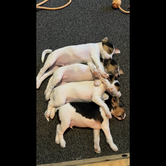 Parson Russell Terrier - Both