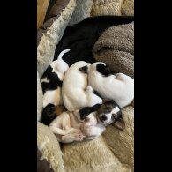 Parson Russell Terrier - Both