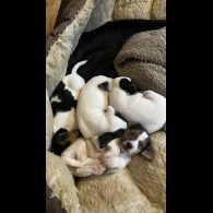 Parson Russell Terrier - Both
