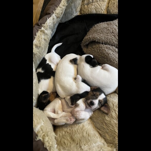 Parson Russell Terrier - Both