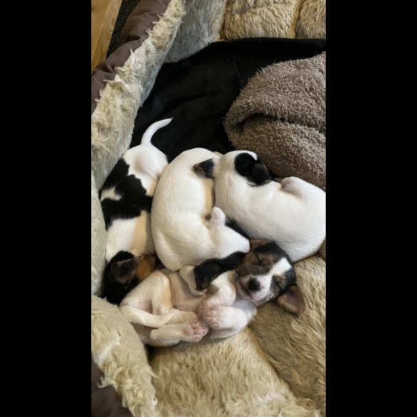 Parson Russell Terrier - Both