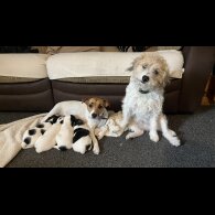 Parson Russell Terrier - Both