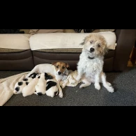 Parson Russell Terrier - Both