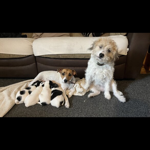 Parson Russell Terrier - Both