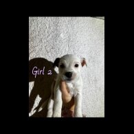 Parson Russell Terrier - Both