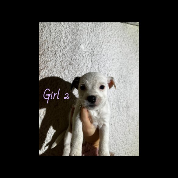 Parson Russell Terrier - Both