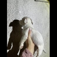 Parson Russell Terrier - Both