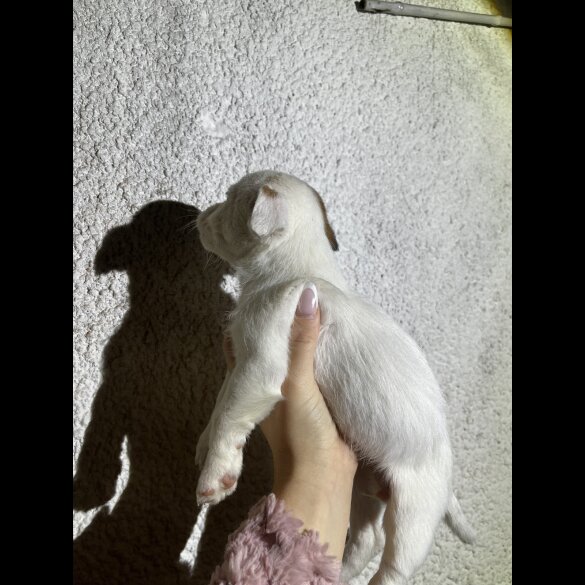 Parson Russell Terrier - Both