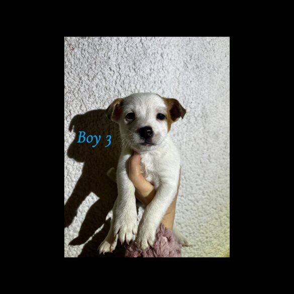 Parson Russell Terrier - Both